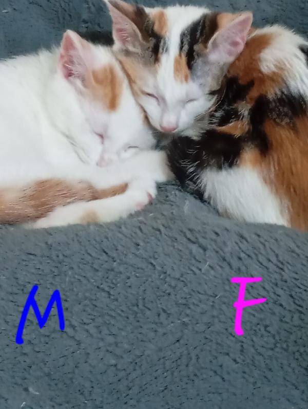 I GATTINI DI FERRAGOSTO Foto 6
