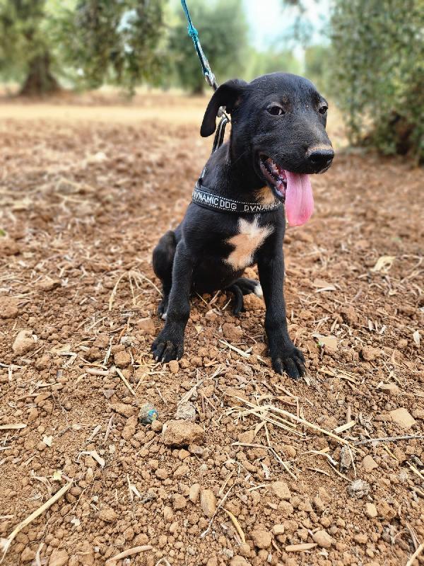 Fiona 3mesi nera mix molossina mollata coi fratelli SUD Foto 3