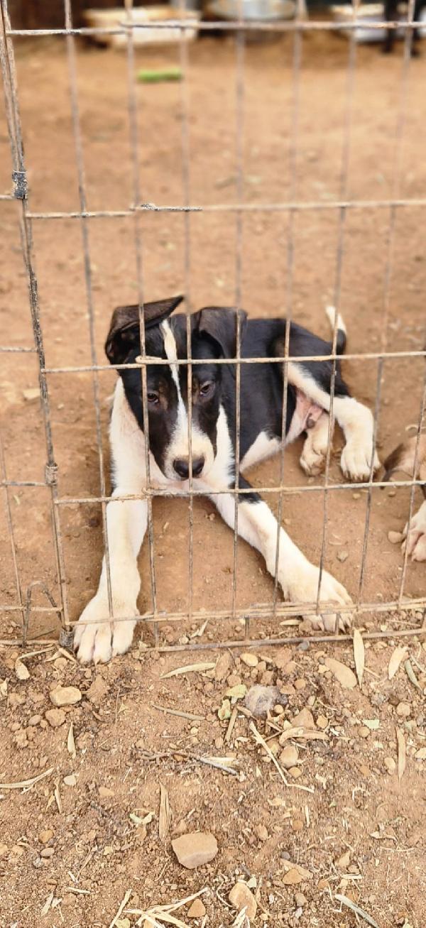 Fiona 3mesi nera mix molossina mollata coi fratelli SUD Foto 4