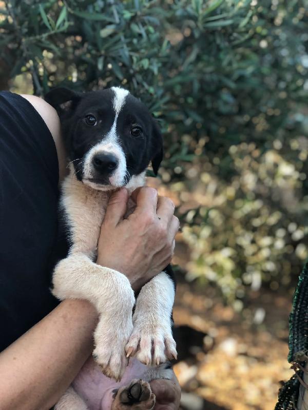 Fiona 3mesi nera mix molossina mollata coi fratelli SUD Foto 5