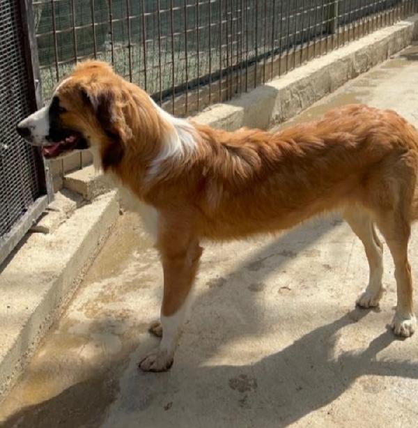 Tobia 2anni splendido ed INVISIBILE! SICILIA Foto 5