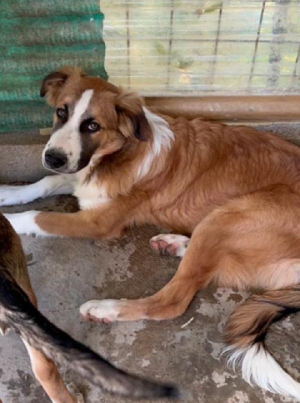 Tobia 2anni splendido ed INVISIBILE! SICILIA Foto 6
