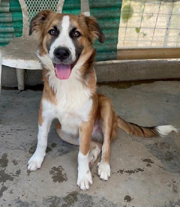 Tobia 2anni splendido ed INVISIBILE! SICILIA Foto 8