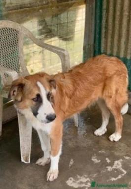 Tobia 2anni splendido ed INVISIBILE! SICILIA Foto 10