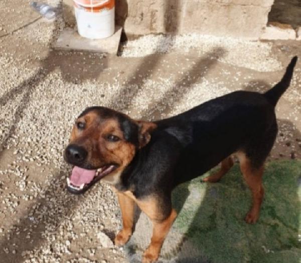 Valentino 2anni medio piccolo HELP SICILIA Foto 2
