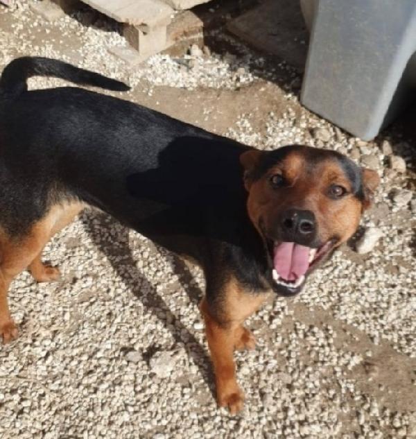 Valentino 2anni medio piccolo HELP SICILIA Foto 3