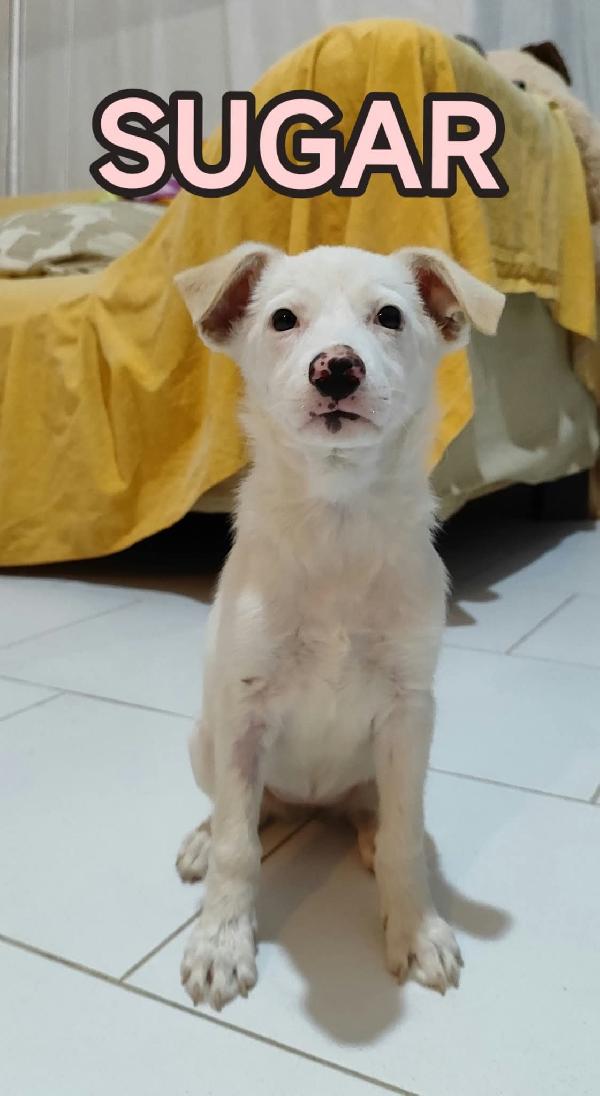 Cuccioli Sfortunati Senza Famiglia 