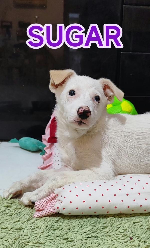 CUCCIOLI SFORTUNATI SENZA FAMIGLIA  Foto 3
