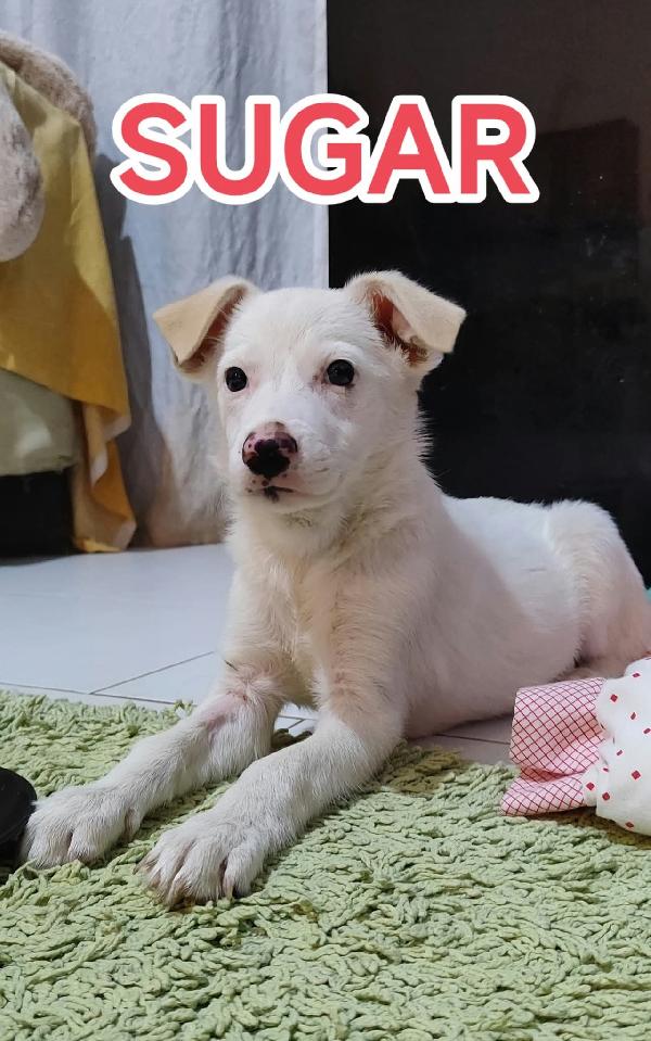 CUCCIOLI SFORTUNATI SENZA FAMIGLIA  Foto 4