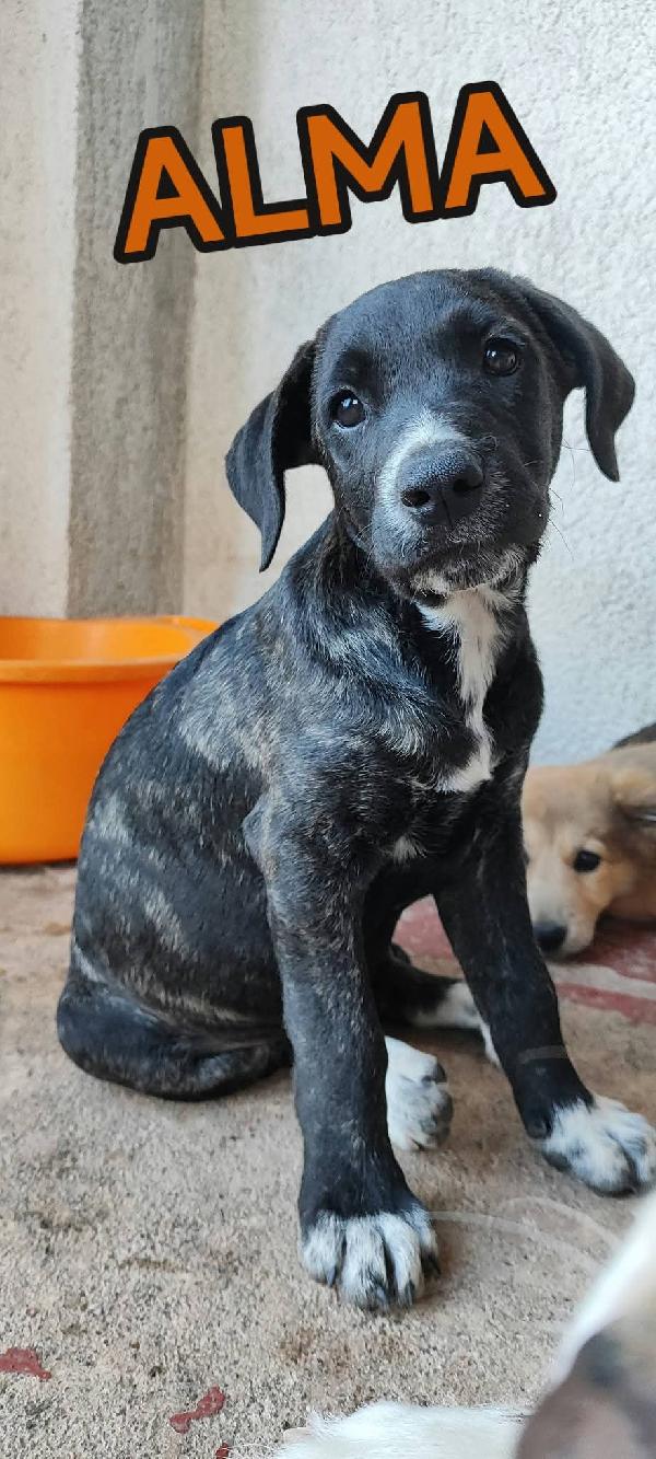 CUCCIOLI SFORTUNATI SENZA FAMIGLIA  Foto 8
