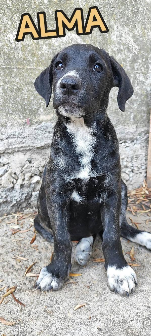 CUCCIOLI SFORTUNATI SENZA FAMIGLIA  Foto 9