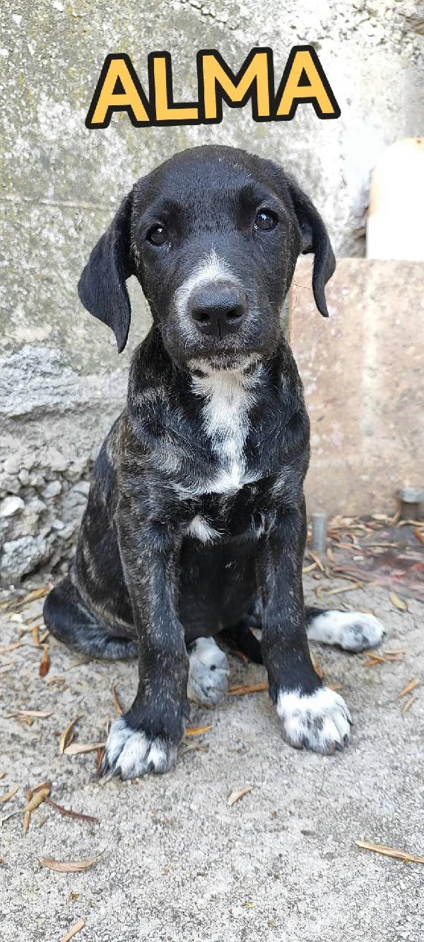 CUCCIOLI SFORTUNATI SENZA FAMIGLIA  Foto 10