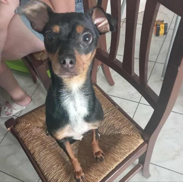 Mia Pinscherina  3 Anni Cerca Adozione (5 Kg Di Dolcezza)