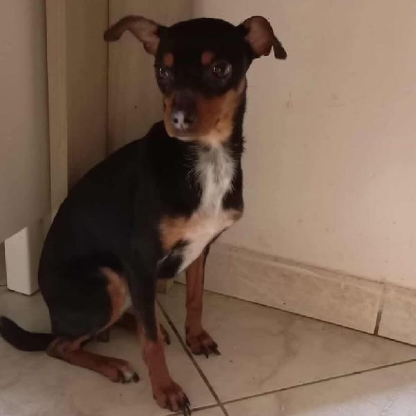 MIA pinscherina  3 anni cerca adozione (5 kg di dolcezza) Foto 2