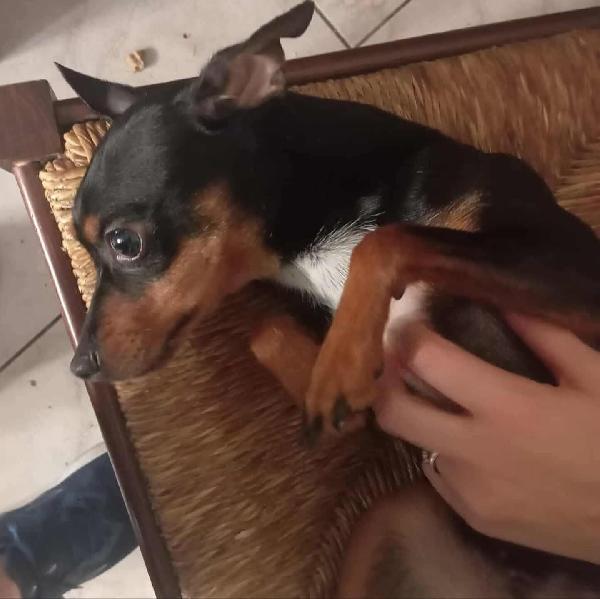 MIA pinscherina  3 anni cerca adozione (5 kg di dolcezza) Foto 3