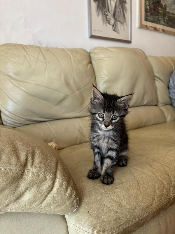 Gattina Simil Maine-Coon