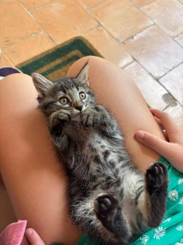 Gattina simil Maine-coon Foto 2