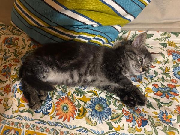 Gattina simil Maine-coon Foto 3