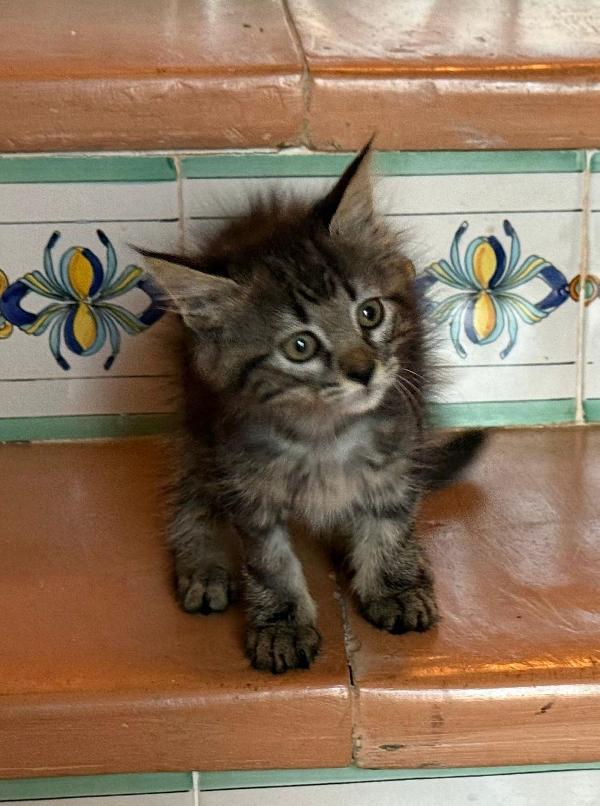 Gattina simil Maine-coon Foto 4