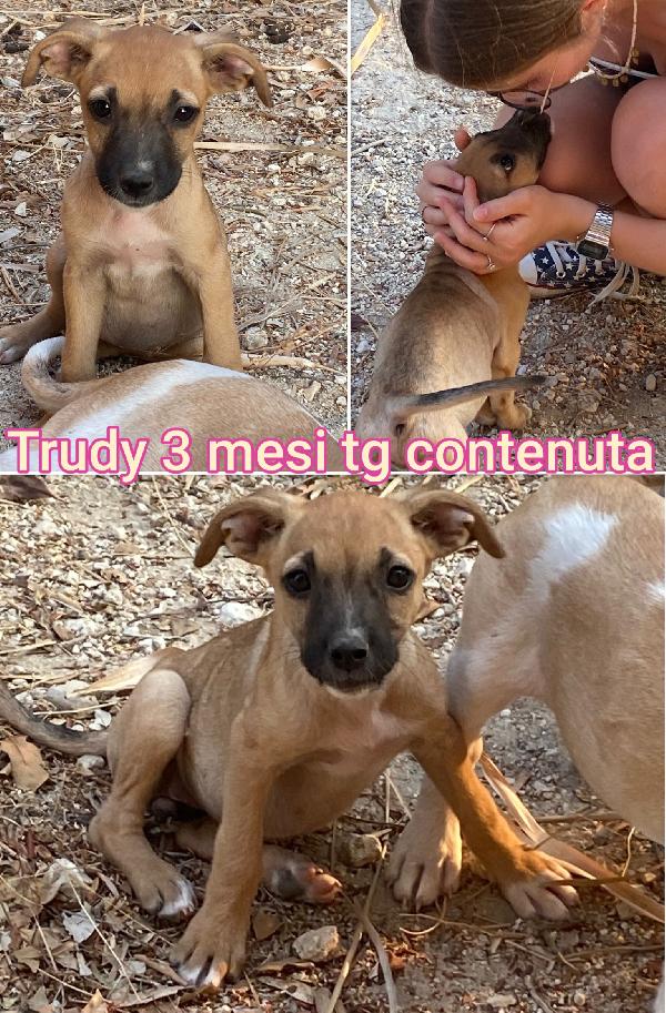 Emergenza Cuccioli 