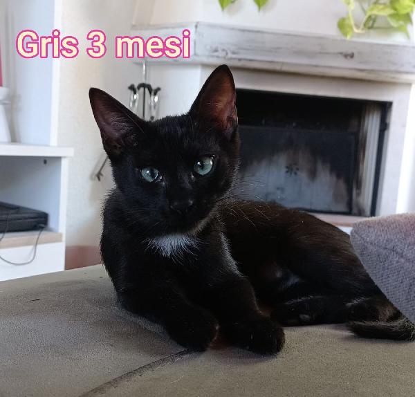 Siamo sommerse dai gattini  Foto 2