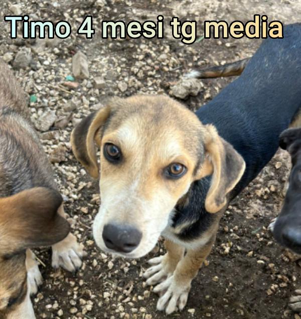 Cuccioli da salvare  Foto 3
