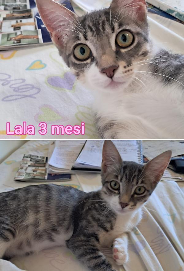 TANTI MICINI SOLI Foto 4