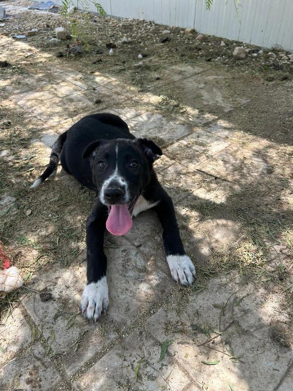 4 MESI! SCURA E SENZA FUTURO  Foto 3