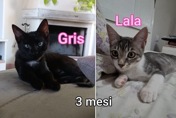 MICI SENZA CASA Foto 2
