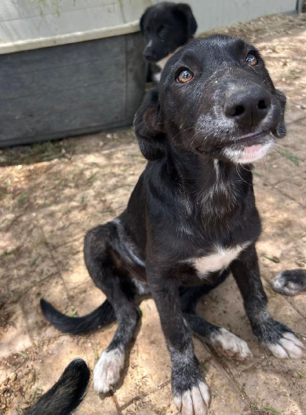 Pimpa cucciola nera abbandonata Foto 3
