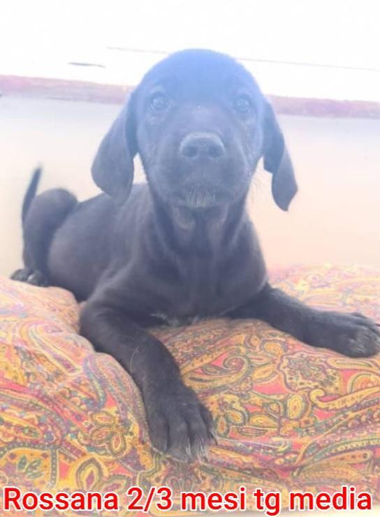 SALVA UN CUCCIOLO  Foto 3