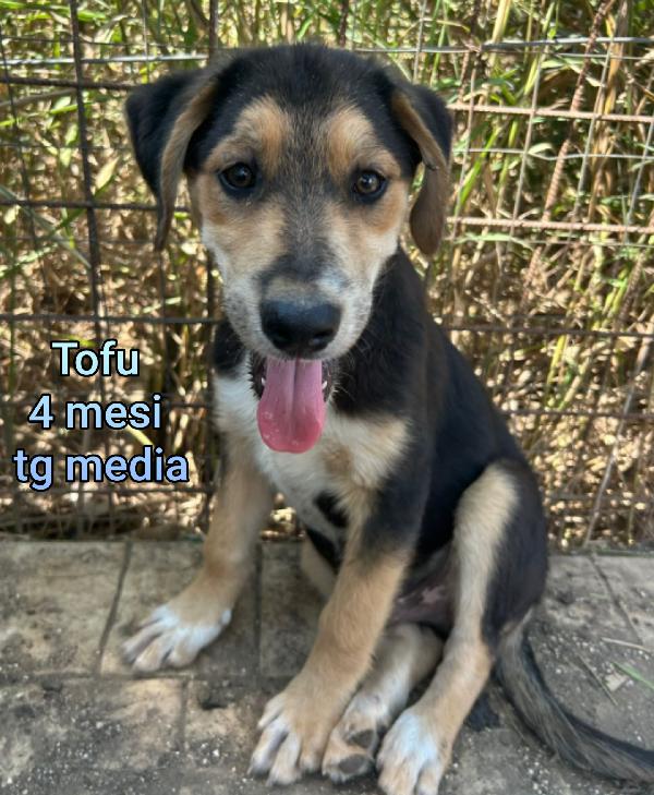 SALVA UN CUCCIOLO  Foto 10