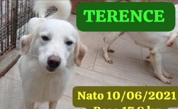 Frarello/sorella 4anni meravigliosi nessuna chiamata Foto 2