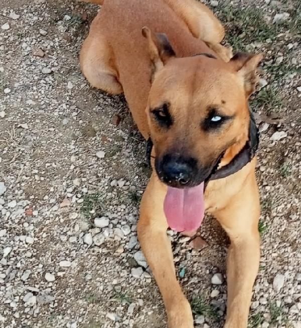 Sasha Mix Pitbull Occhio Azzurro 3Anni 