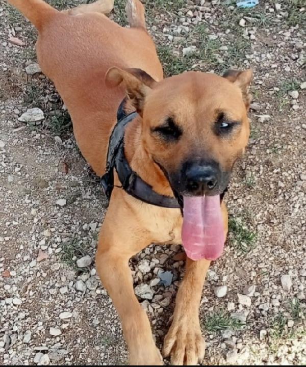 Sasha mix Pitbull occhio azzurro 3anni  Foto 2