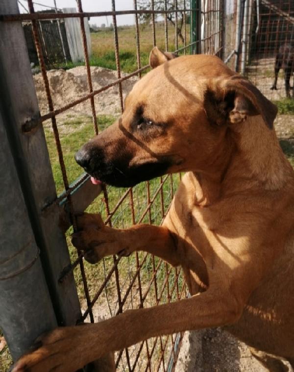 Sasha mix Pitbull occhio azzurro 3anni  Foto 3