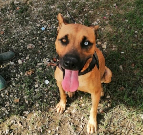 Sasha mix Pitbull occhio azzurro 3anni  Foto 4