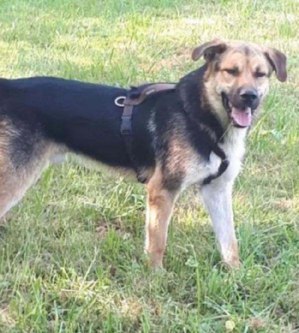 Eros Simil Pastore 4Anni Due Anni..bergamo Sos