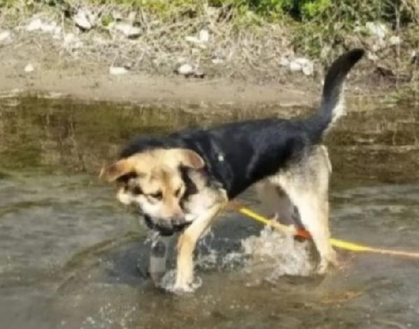 Eros simil Pastore 4anni due anni..BERGAMO SOS Foto 2