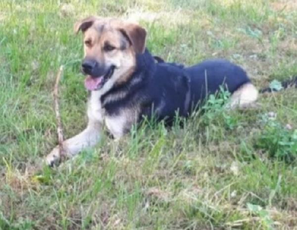 Eros simil Pastore 4anni due anni..BERGAMO SOS Foto 3