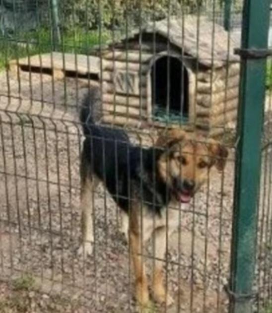 Eros simil Pastore 4anni due anni..BERGAMO SOS Foto 5