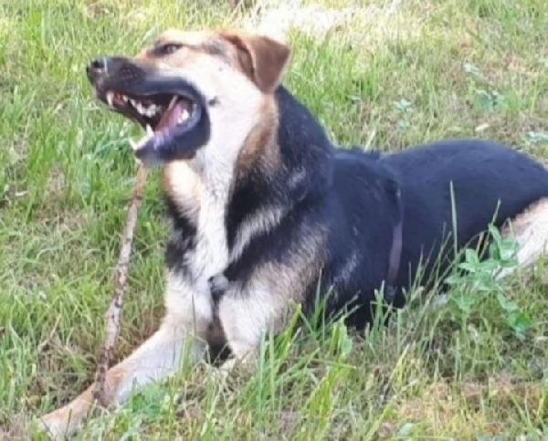 Eros simil Pastore 4anni due anni..BERGAMO SOS Foto 4