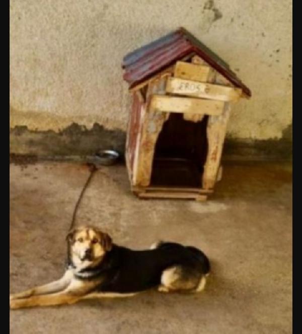 Eros simil Pastore 4anni due anni..BERGAMO SOS Foto 6