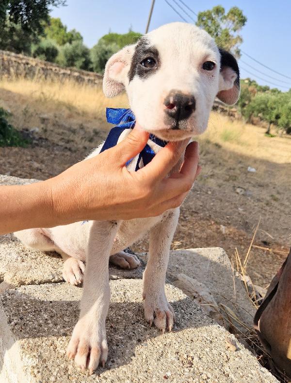 ULTIMO,NON DEVE ENTRARE IN CANILE.ADOTTABILE IN TUTTA ITALIA! Foto 6