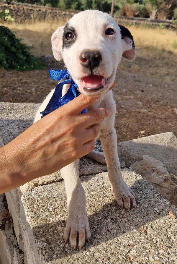 ULTIMO,NON DEVE ENTRARE IN CANILE.ADOTTABILE IN TUTTA ITALIA! Foto 9
