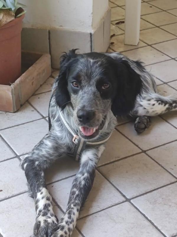 Lillo Cucciolo Breton 7/8 Mesi Cerca Casa - Trovato Abbandonato Sotto La Pioggia