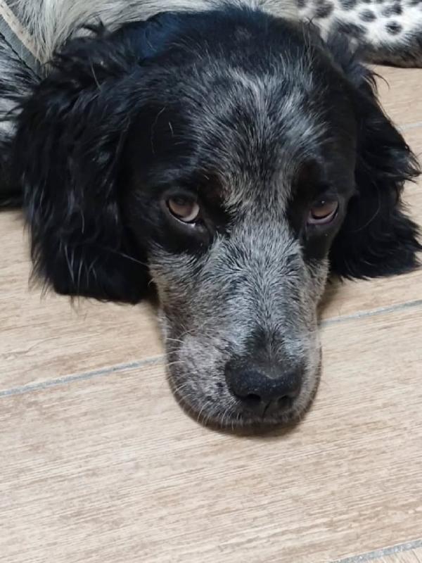 Lillo cucciolo Breton 7/8 mesi cerca casa - trovato abbandonato sotto la pioggia Foto 2