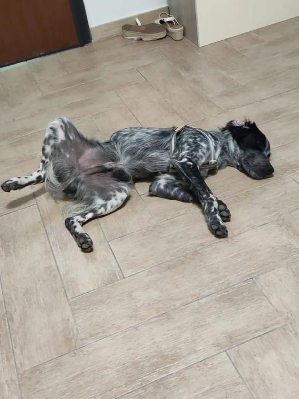 Lillo cucciolo Breton 7/8 mesi cerca casa - trovato abbandonato sotto la pioggia Foto 4