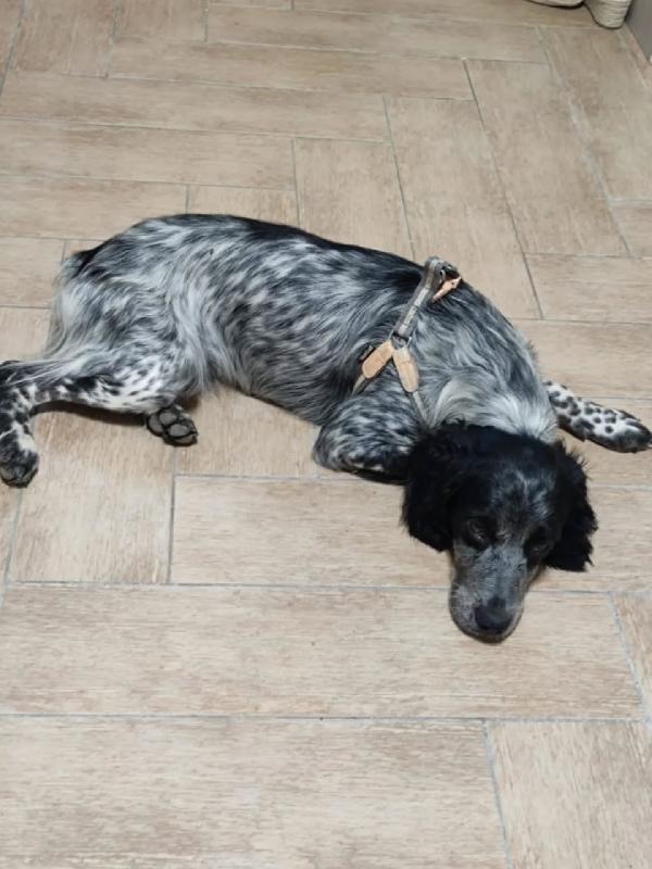 Lillo cucciolo Breton 7/8 mesi cerca casa - trovato abbandonato sotto la pioggia Foto 5