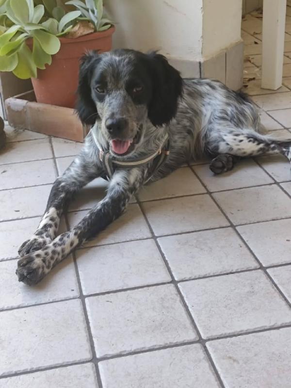 Lillo cucciolo Breton 7/8 mesi cerca casa - trovato abbandonato sotto la pioggia Foto 6